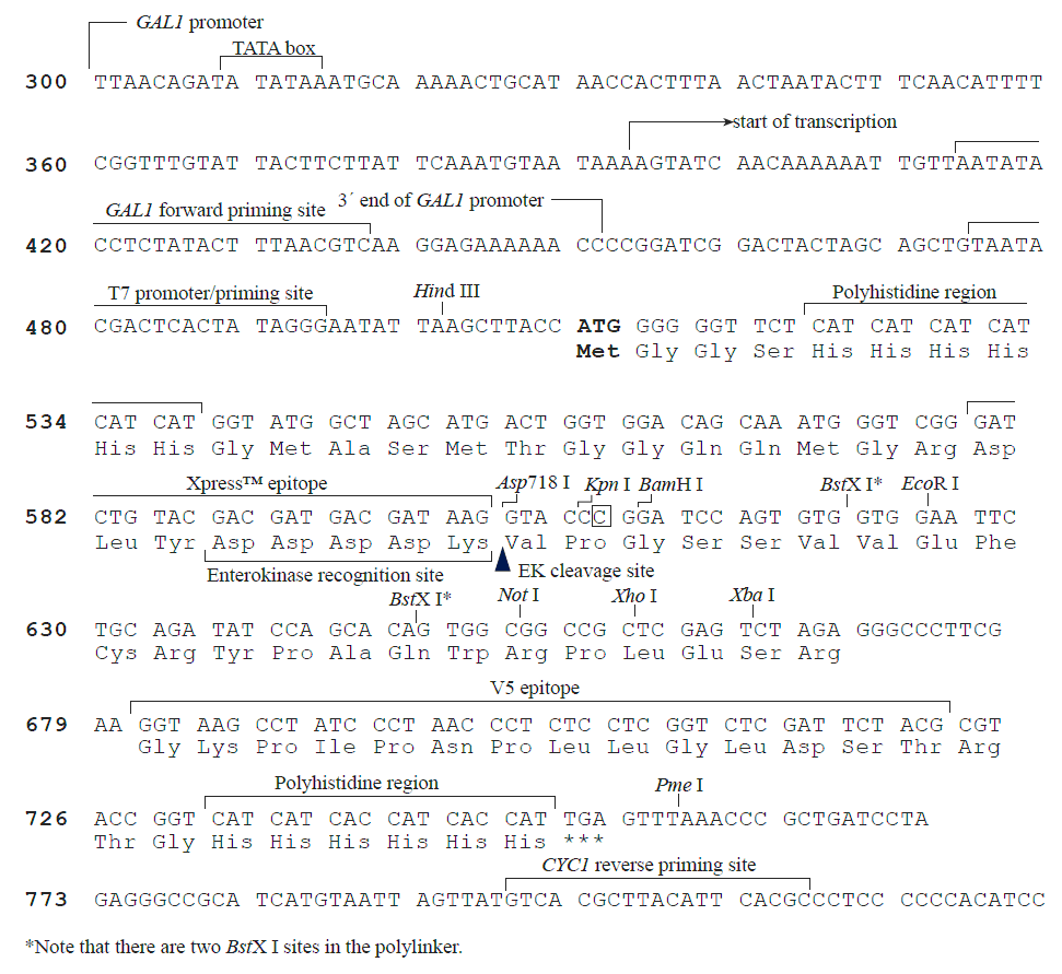 pYC2/NT C 载体多克隆位点 点击看大图 pYC2/NT C 多克隆位点